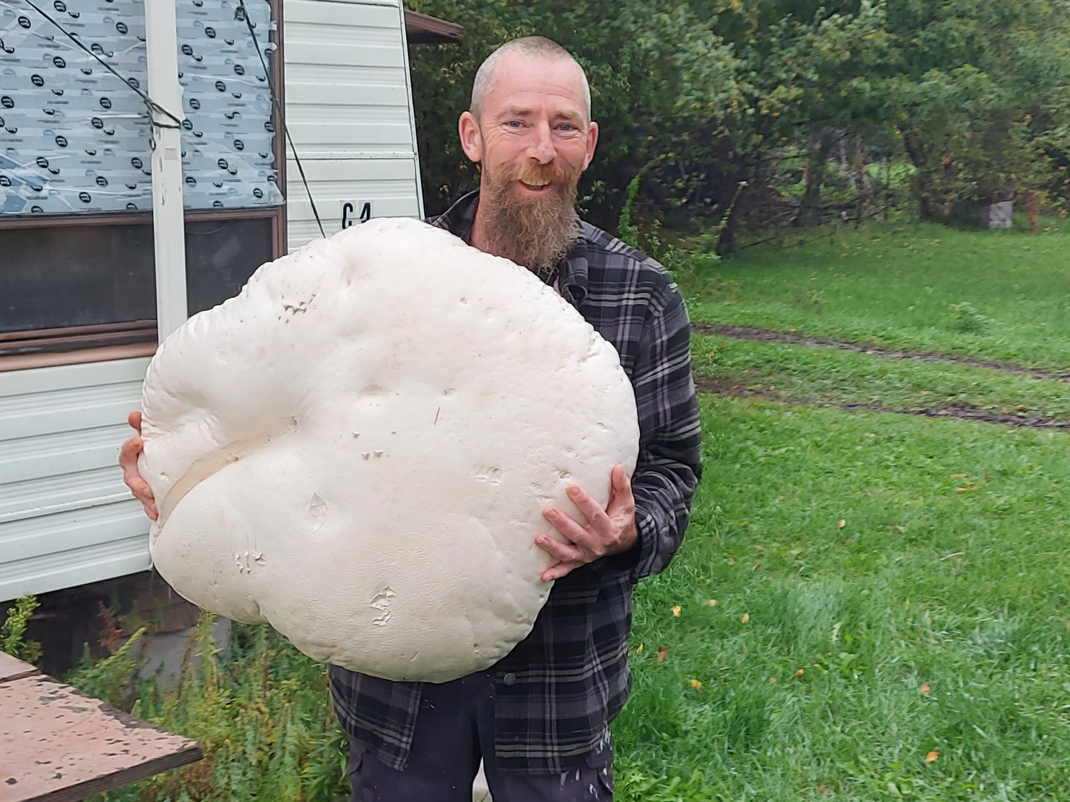 Giant Puffies