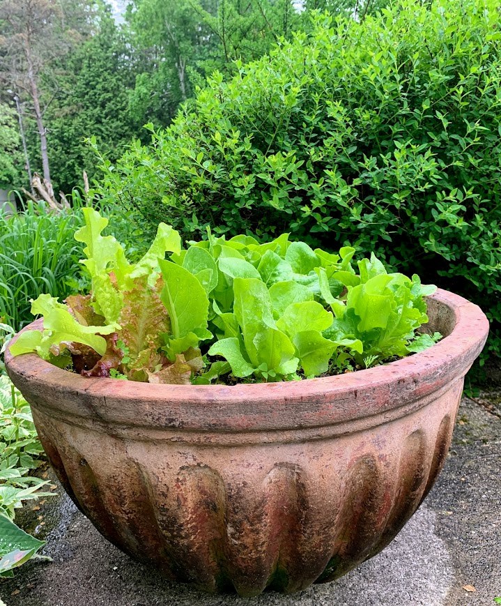 pic-4-bowl of green salad