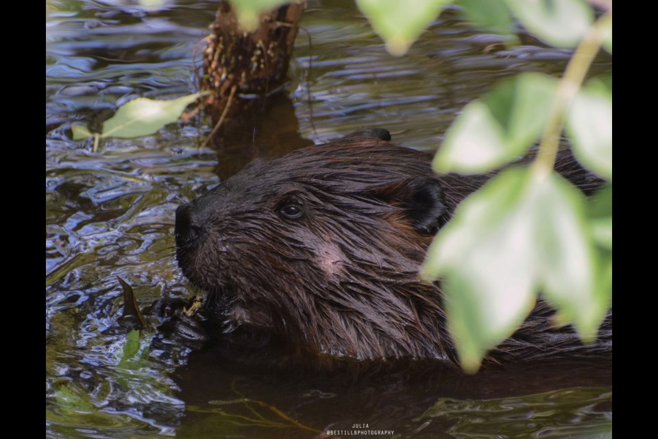 The Wymbolwood Beach beaver as photographed by resident Julia Aronov.