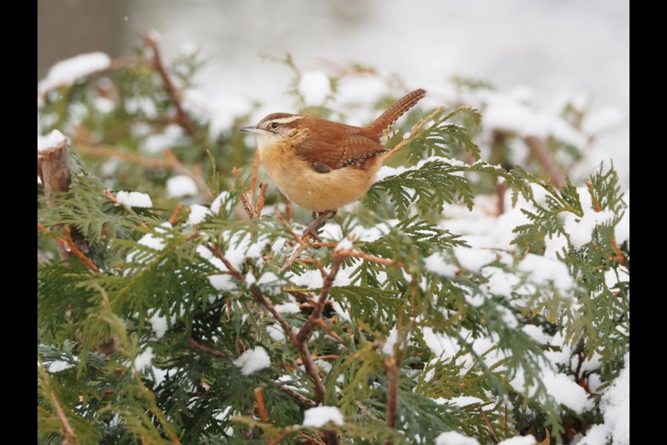 A Carolina Wren was recently spotted in Gawley Park in Midland, which is unusual. This species has only been recorded on the Christmas Bird Count once, in 2010.