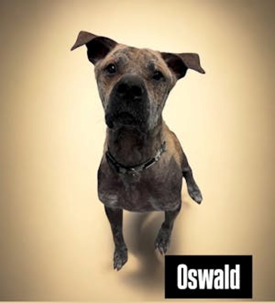 20241030-oswald