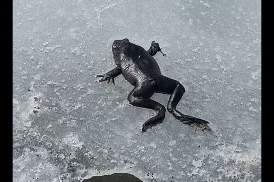 A dead frog pictured this week at Tiny Marsh.