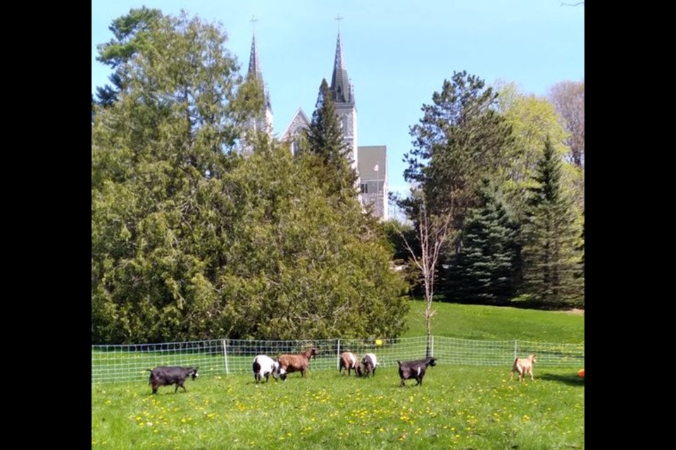 Goats serve as the Martyrs' Shrine's special grounds-crew.