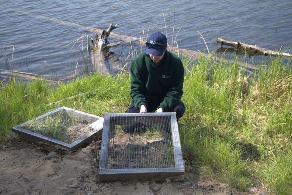 Awenda naturalists are working to create nesting areas for turtles.
