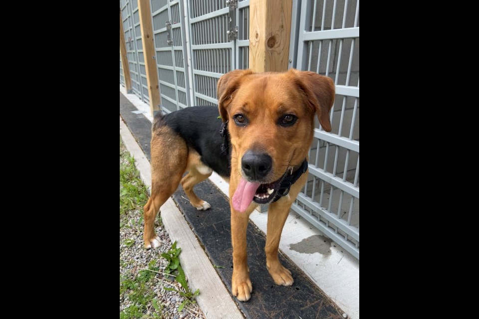 Handsome boy Axel is available for adoption at the Midland OSPCA shelter.