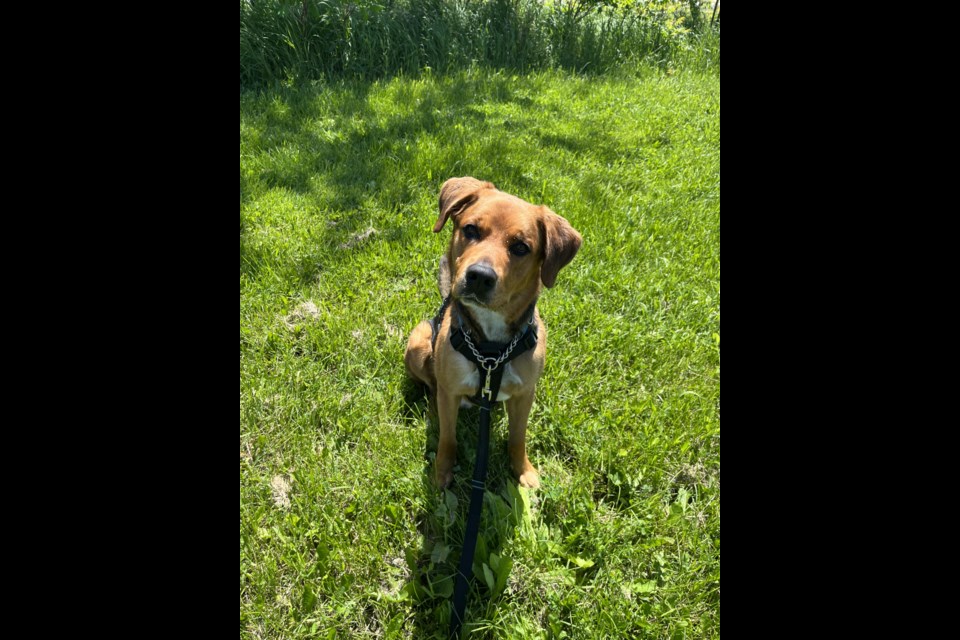 Handsome boy Axel is available for adoption at the Midland OSPCA shelter.