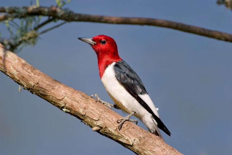 The red-headed woodpecker is considered an endangered species in Ontario and at threat of extinction or extirpation.