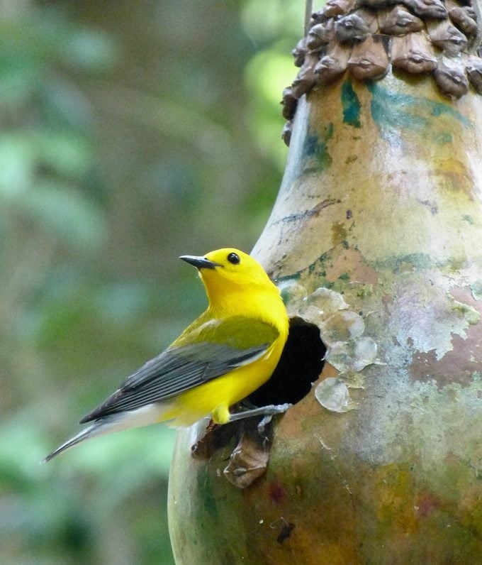 birds-and-blooms