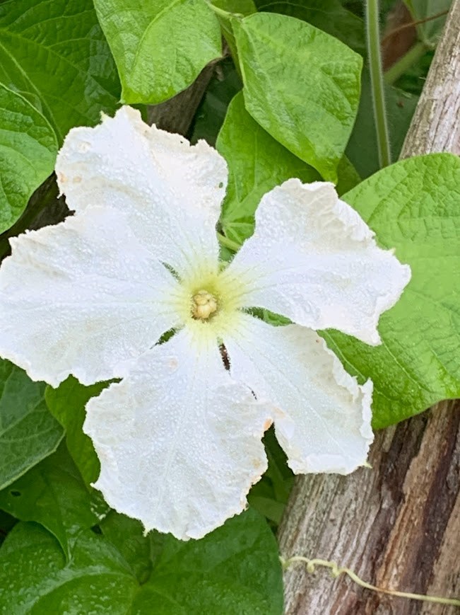 gourd-flower-aug-1