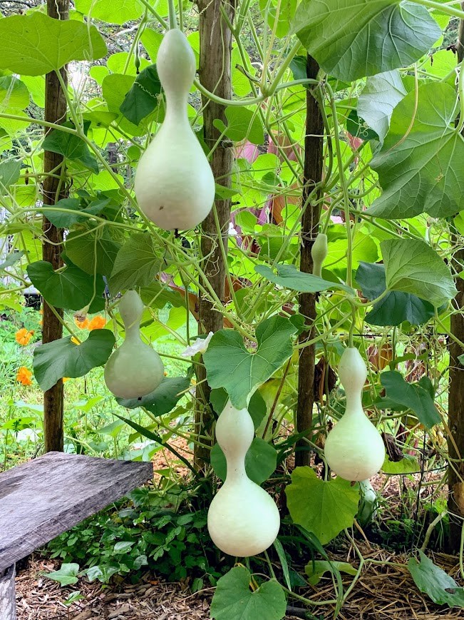 hanging-gourds-aug-1