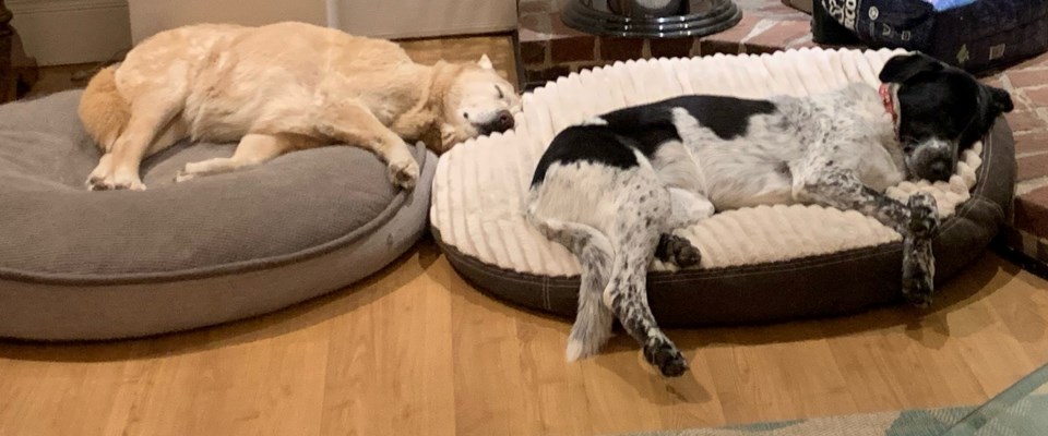 sleeping-dogs2