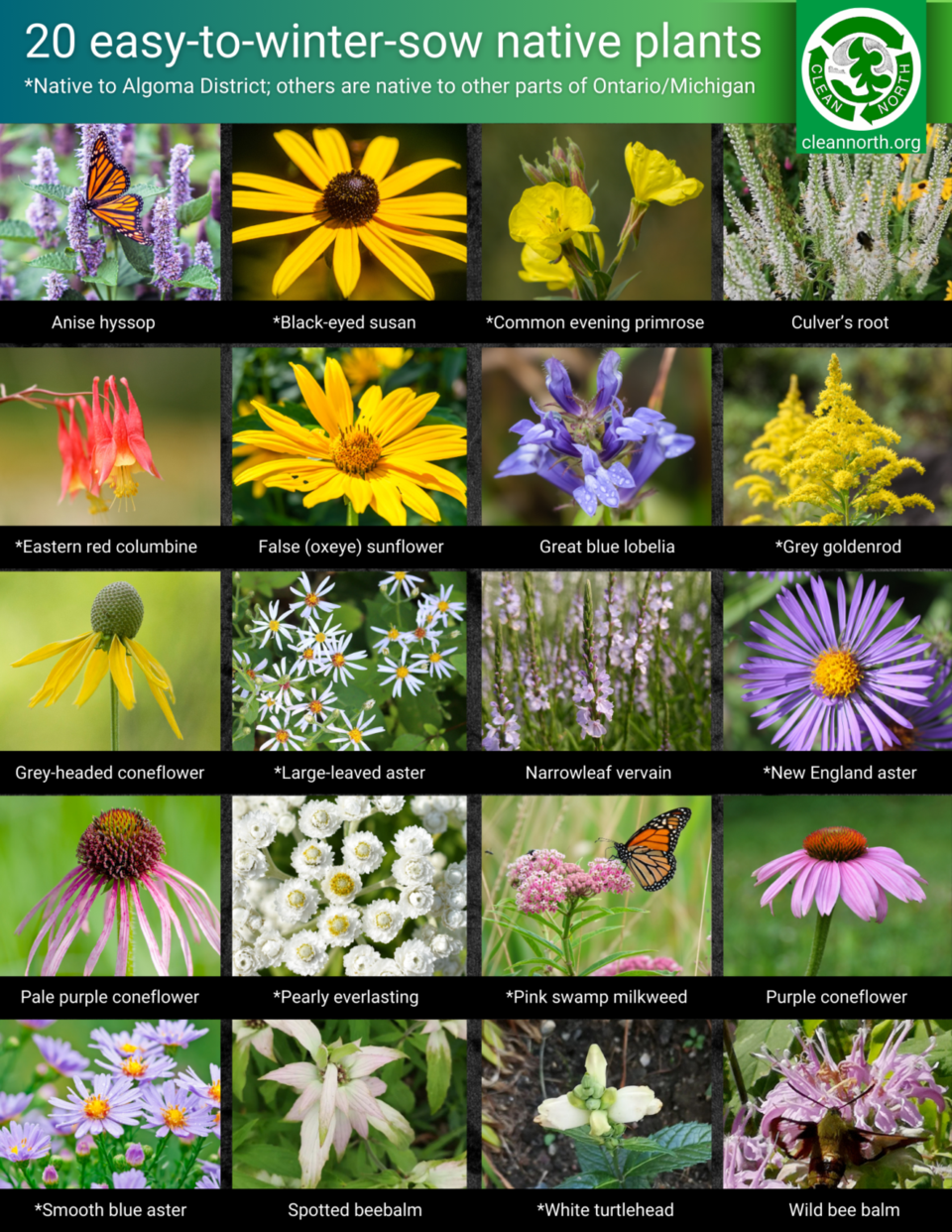 20-easy-to-winter-sow-native-plants-1187x1536