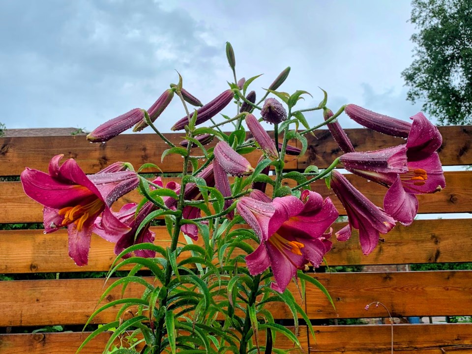 20240718-another-lily-tree-July-18