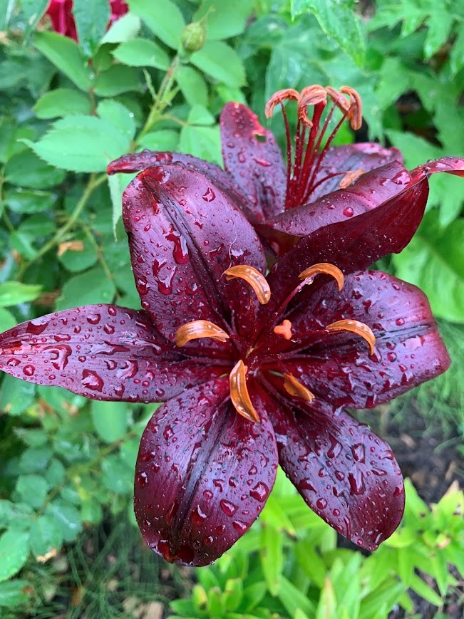 20240718-Asiatic Lily-July-18