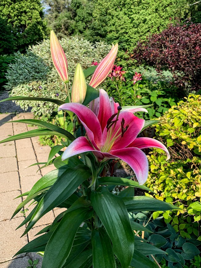 20240718-oriental-lily-July-18