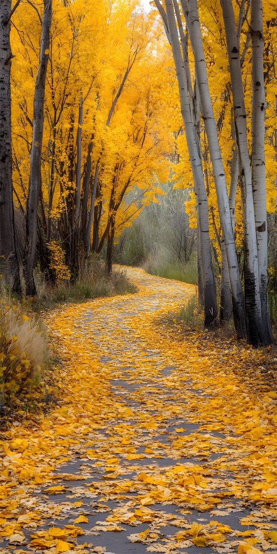 20240927-Forest Path-Maple and Birch