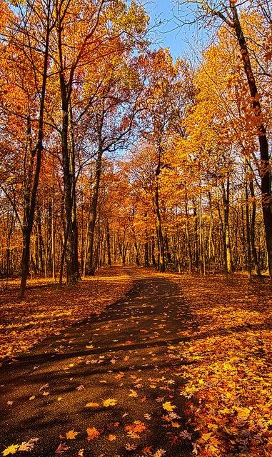 20240927-forest-path-red-maple