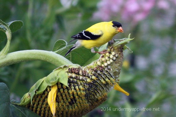 20241003-goldfinch_2-undermyappletreenet