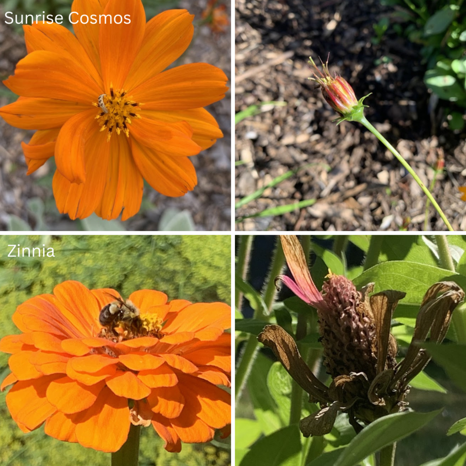 20241003-my-zinnia-and-cosmos-seeds