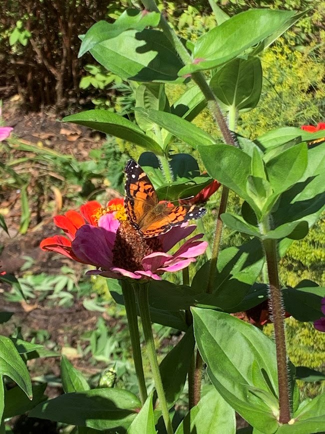 20241003-painted-lady-on-zinnia