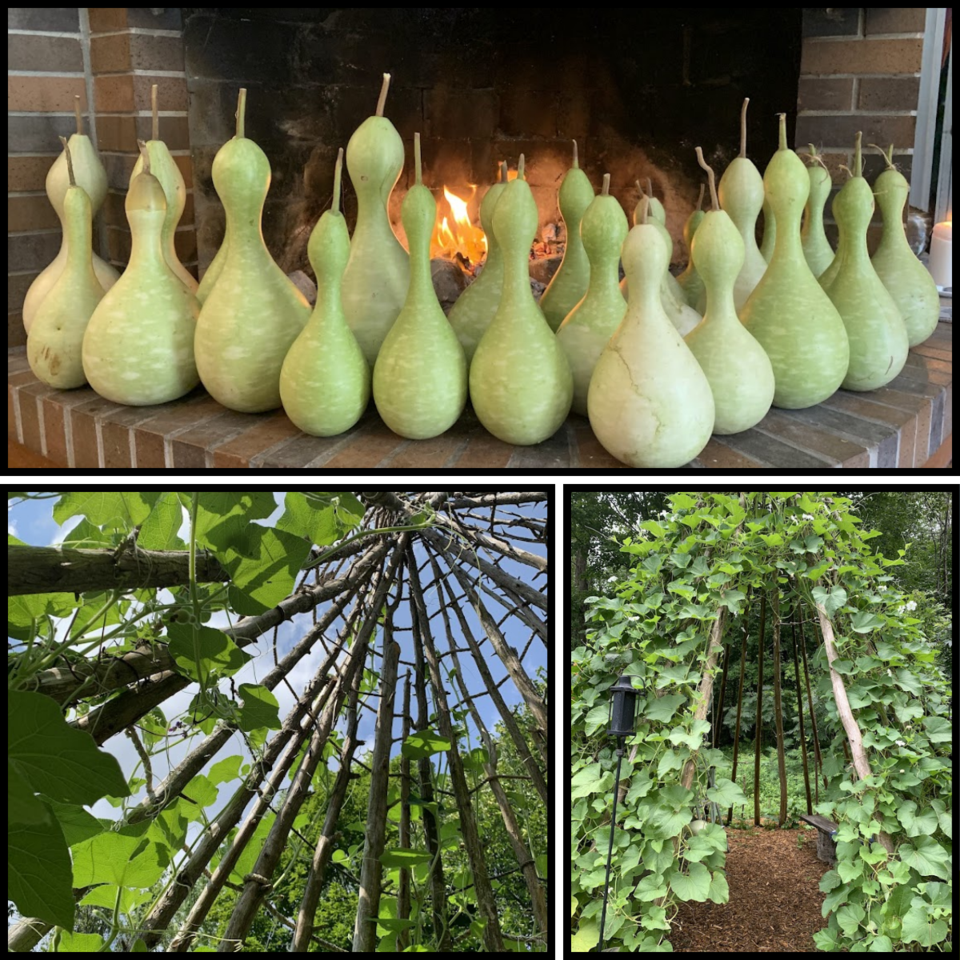 20241017-jtee-pee-and-gourds-beans