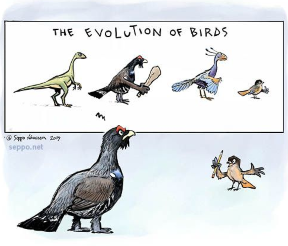 20241227-evolution-of-birds