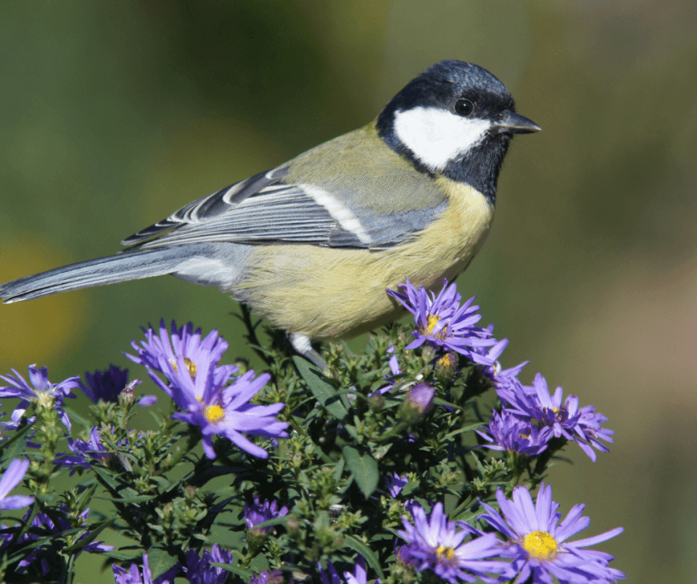 chickadee-on-asters