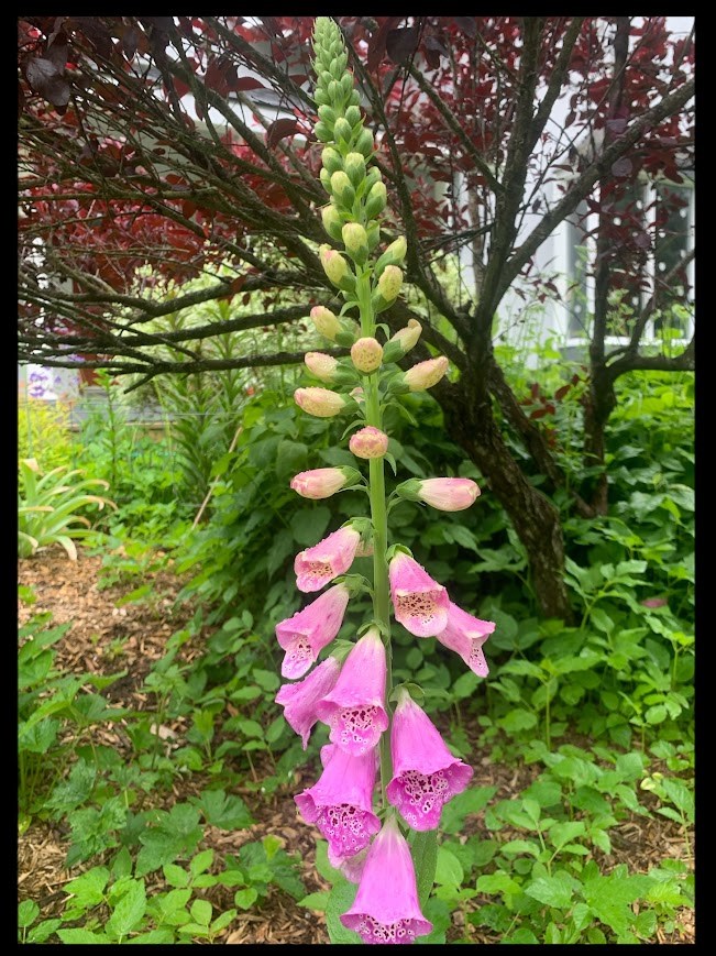 foxglove-aug-7