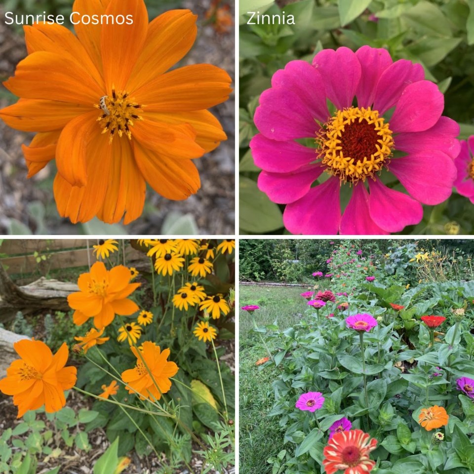 my-zinnia-and-cosmos