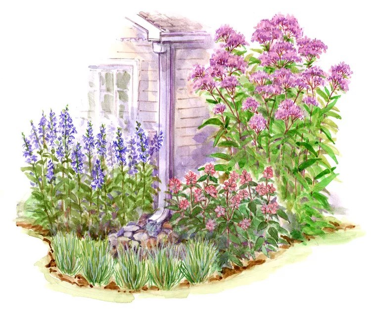 rain-garden-illustration