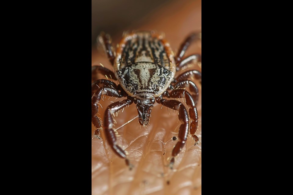 An upclose look at a tick. Stockcake photo