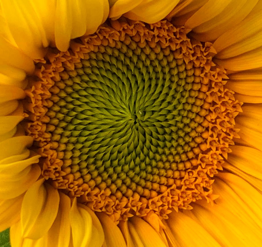 sunflower-closeup