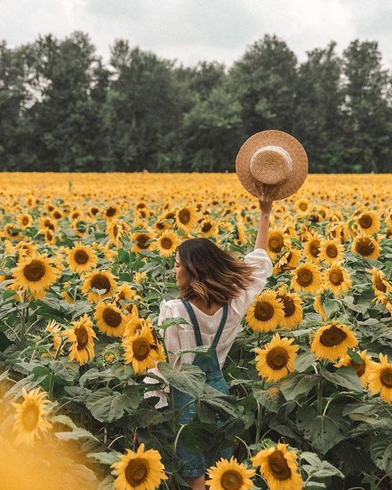 sunflower field