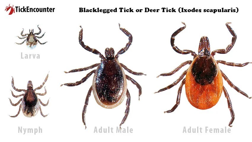 university-of-rhode-island-blacklegged-tick