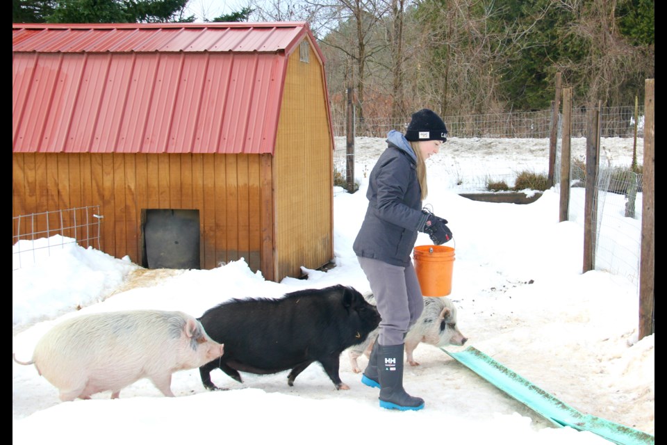 Volunteer Brinn Hartshorne-Smith
is seen feeing pot-bellied pigs at Ralphy's Retreat Animal Sanctuary. 