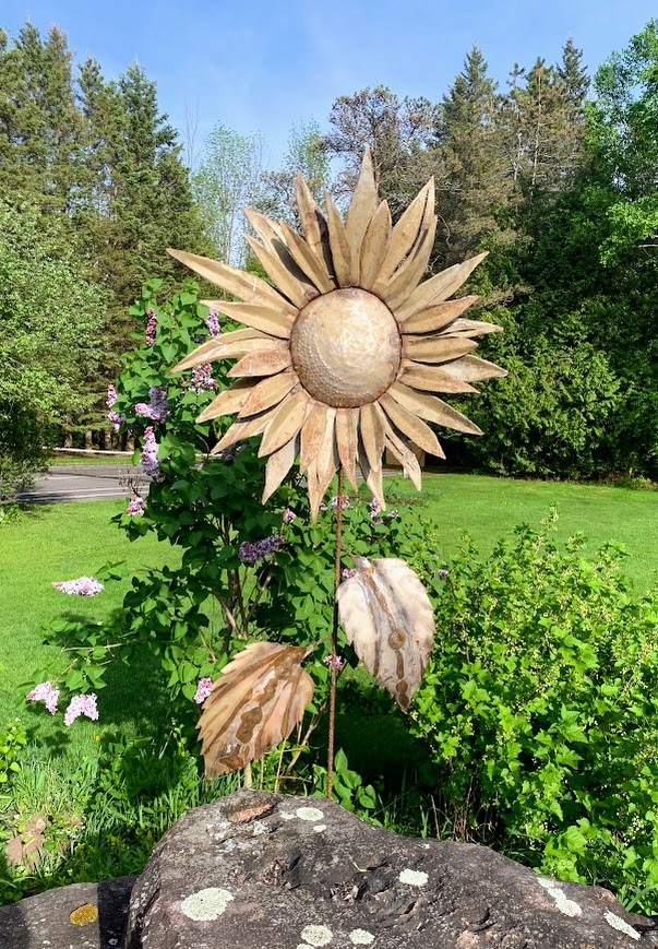 20240606-sunflower