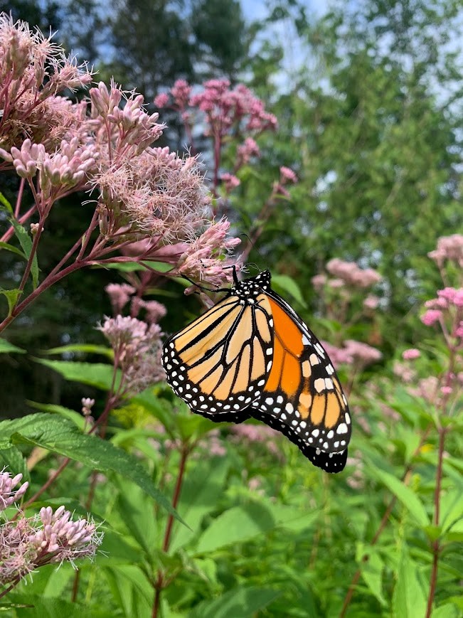 monarch-on-milkweed