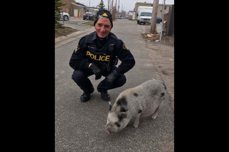 Southern Georgian OPP Const. Mike Brady got a visit from this friendly pig while on foot patrol in downtown Midland. Photo by Const. Susan Jessop.