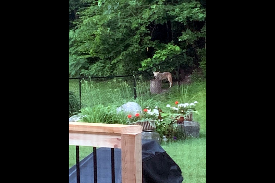 Coyotes and other predators have been spotted in the vicinity of the home of Midland resident Mitra Doherty, who approached town council in 2023 regarding the overfeeding of neighbourhood wildlife.