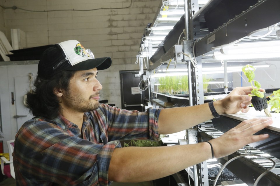 Juan Jose Lloren maintains the aquaponic plants.