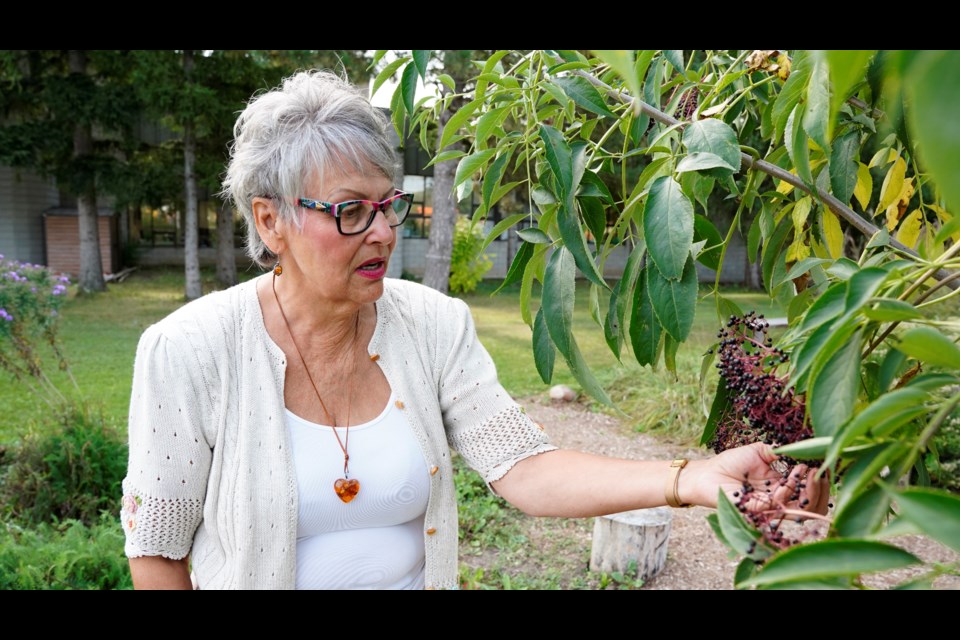 Sherry Saevil shows some elderberries during a tour of the Indigenous healing garden.                              