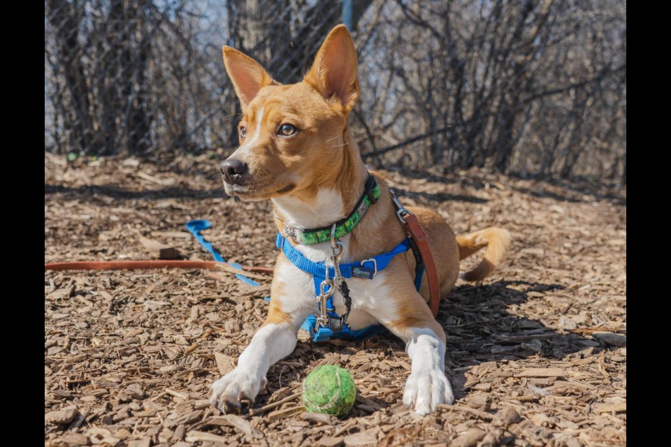 Beansprout is playful, affectionate and looking for his forever home.