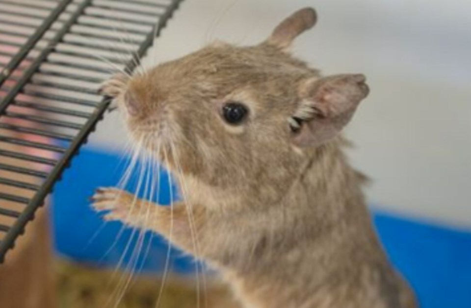 20241127davethedegu