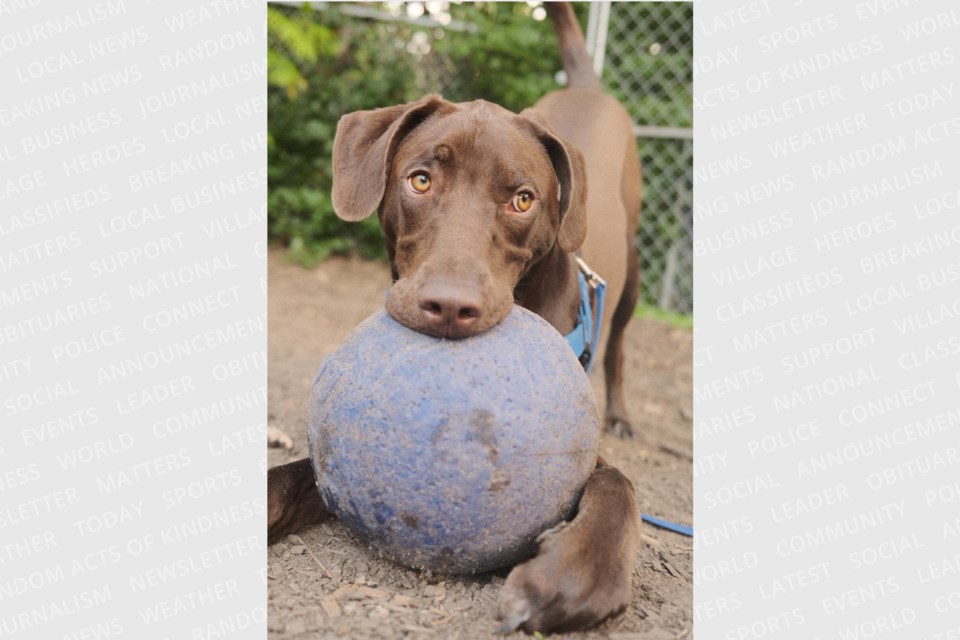 Playful and smart, Dino is looking for his forever home