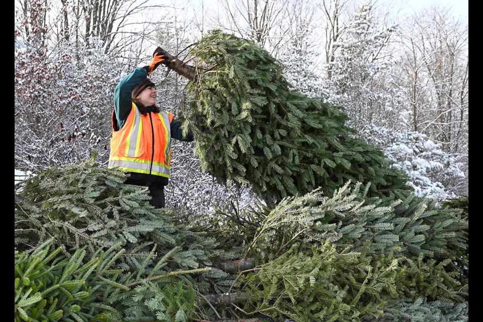 Conservation Halton's Abi Michelin tosses another donated Christmas tree onto a trailer. Over 100 used Christmas trees were donated for local environmental projects.