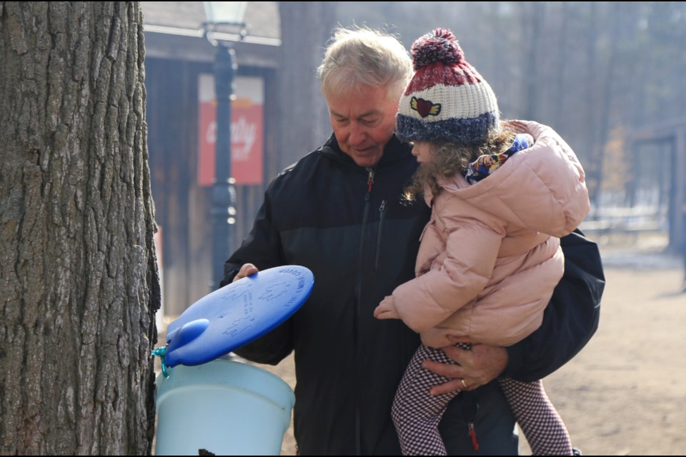 Checking out the sap during last year's Maple Syrup Days.