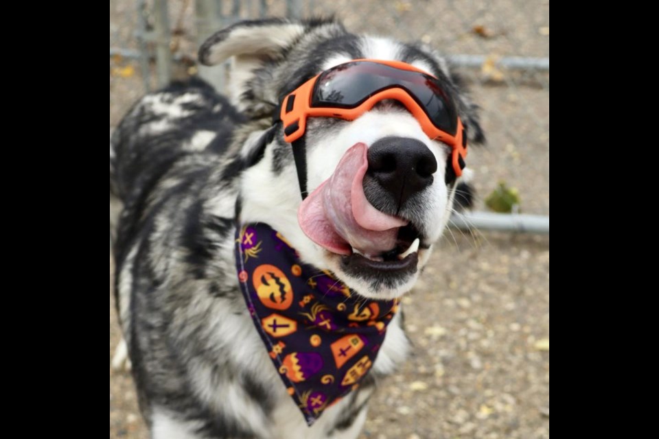 Atlas (pictured) and Ajax show off their Halloween spirit as the search continues for their forever homes since arriving at the animal shelter on April 8.