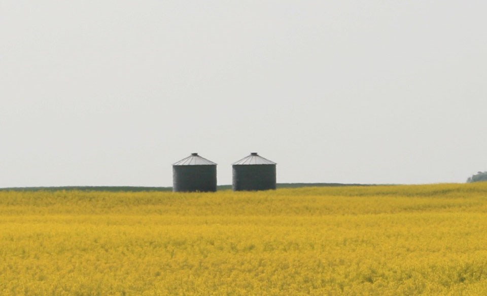 bins-in-canola-field