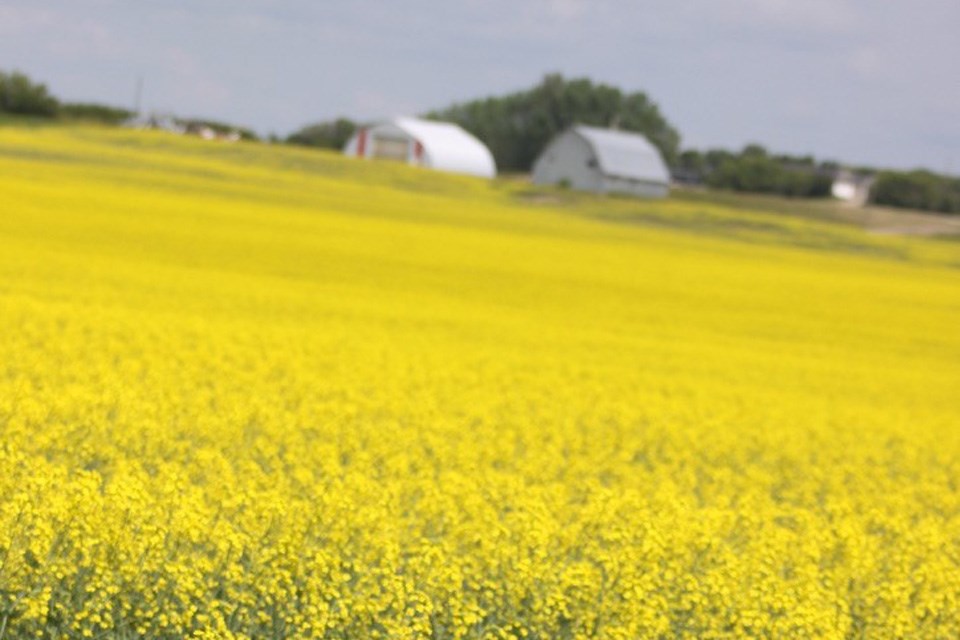 canola-crop-0325