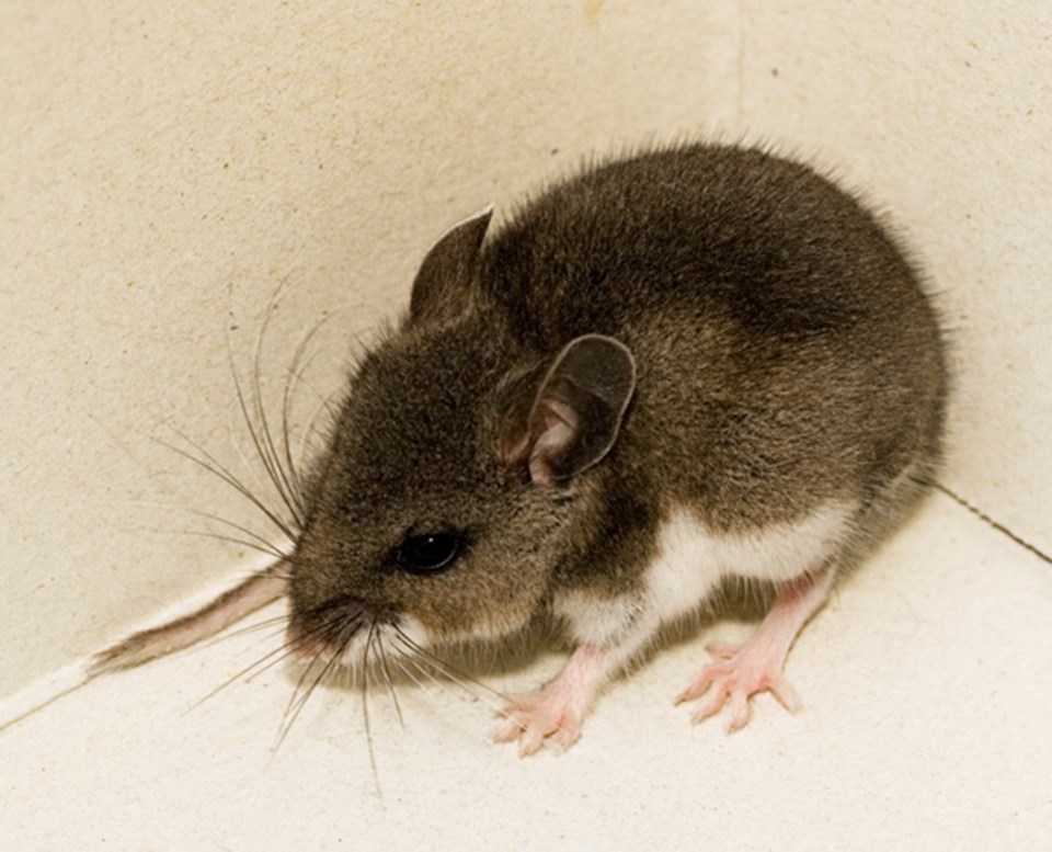 Deer mouse hantavirus